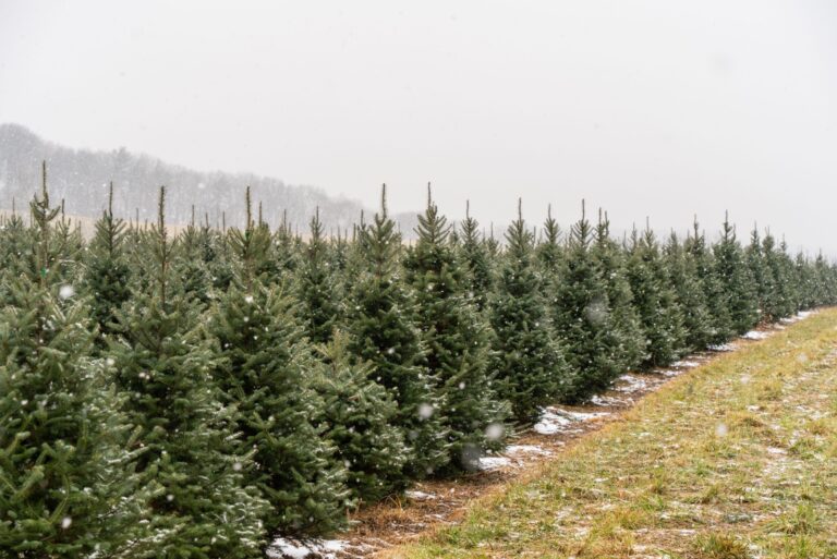 christmas tree farm