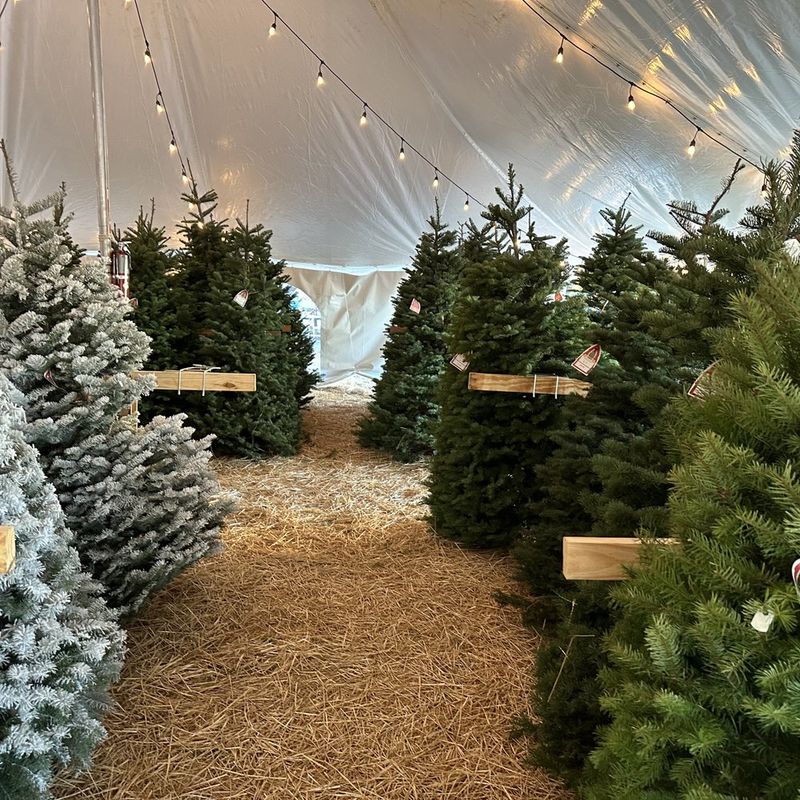 Papa Noel Christmas Trees - Brodie Oaks