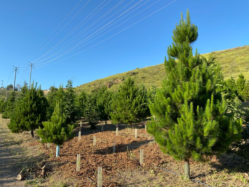 Christmas Ranch Tree Farms - Thousand Oaks