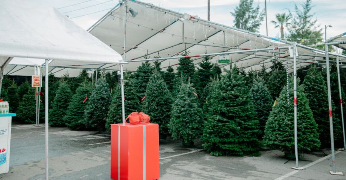 Where To Find The Best Fresh Christmas Trees In California This Holiday Season