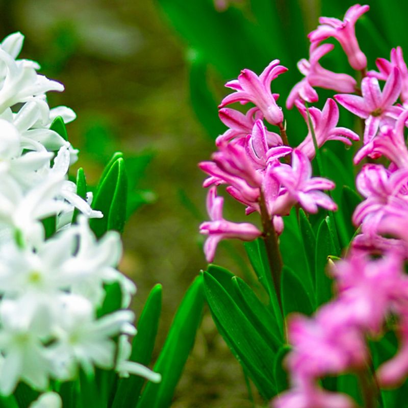 What Early Growth Means For Bulb Health And Spring Blooms