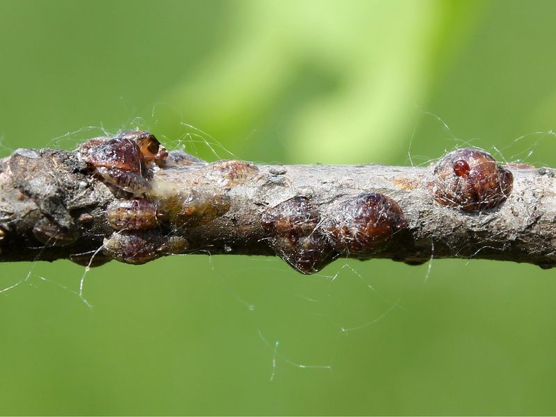 How Scale Insects Spread So Quickly