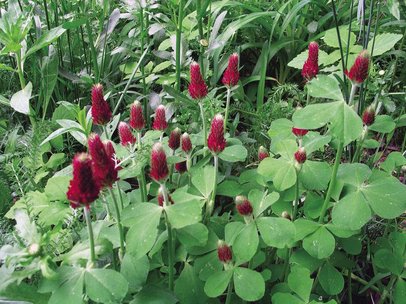 How To Use Crimson Clover Without Disrupting Your Garden Plans
