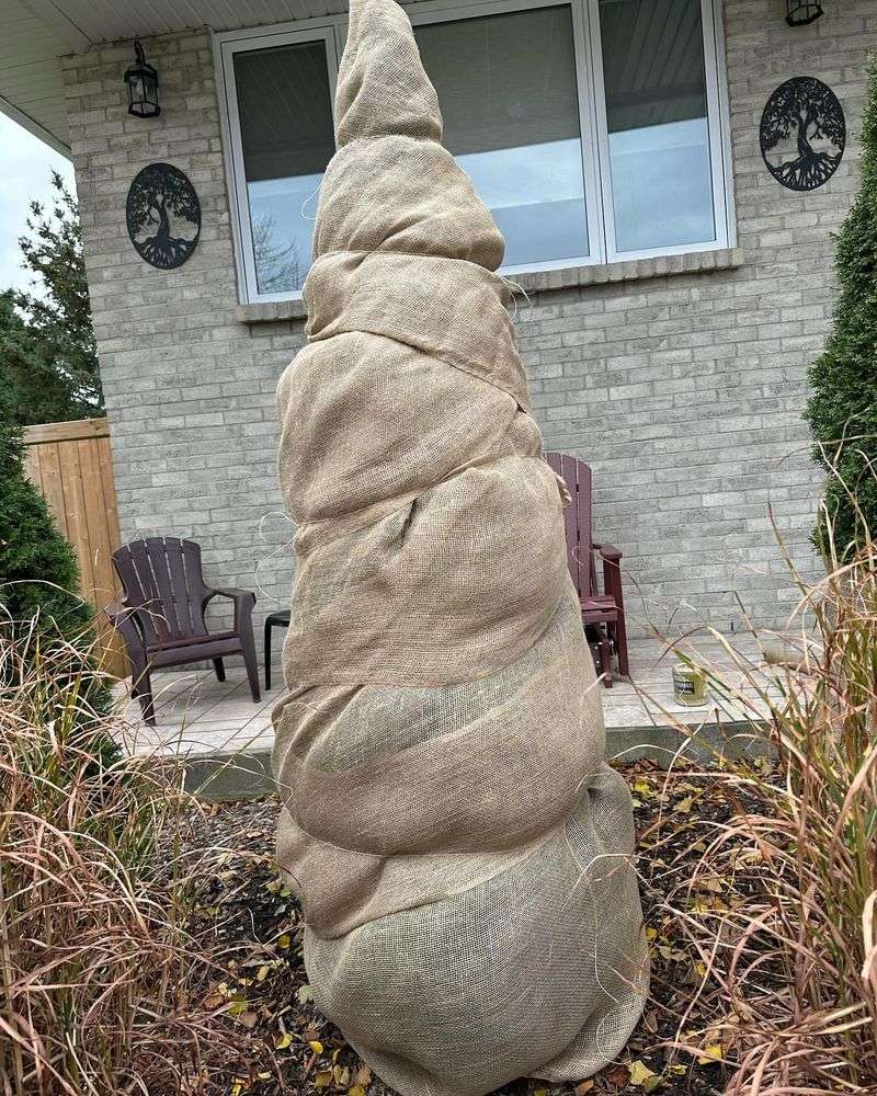 When To Install Tree Wraps For Best Winter Protection