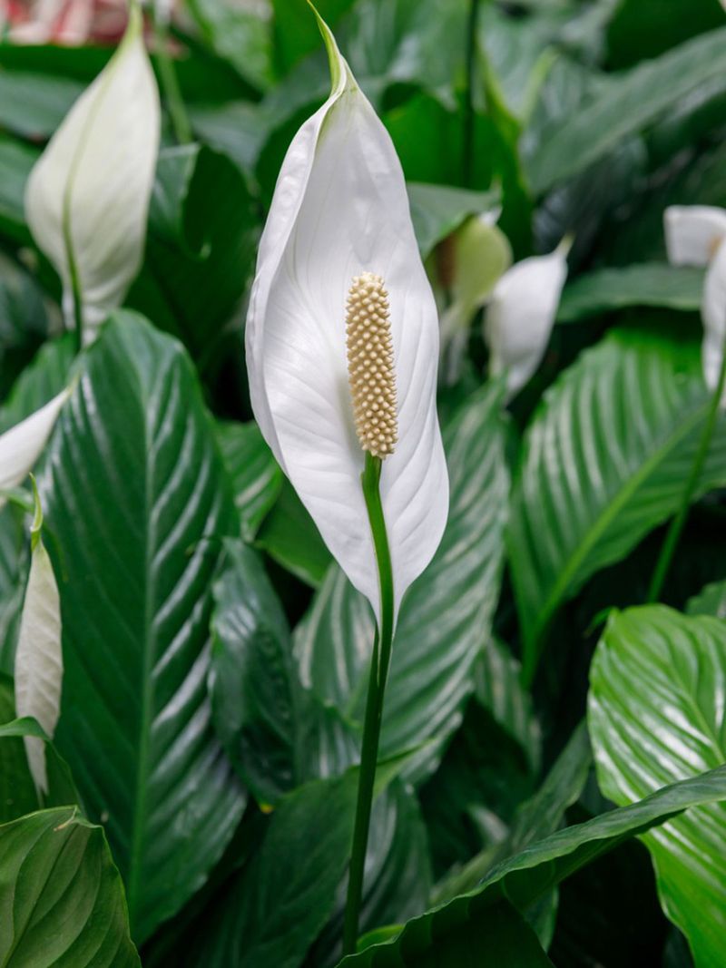 Peace Lily (Spathiphyllum Species)