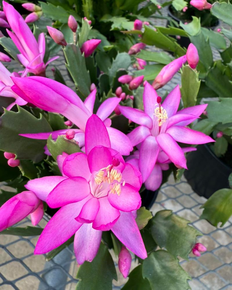 Pink Christmas Cactus Varieties