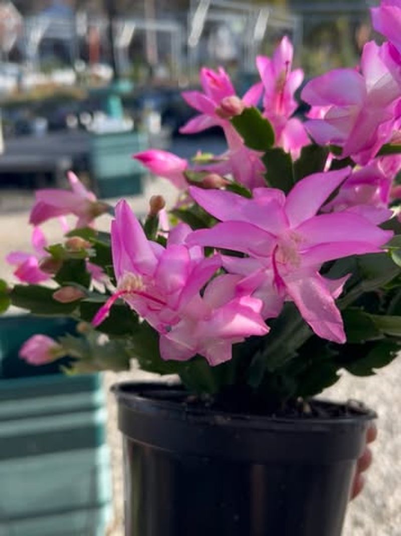 Pink Christmas Cactus Varieties