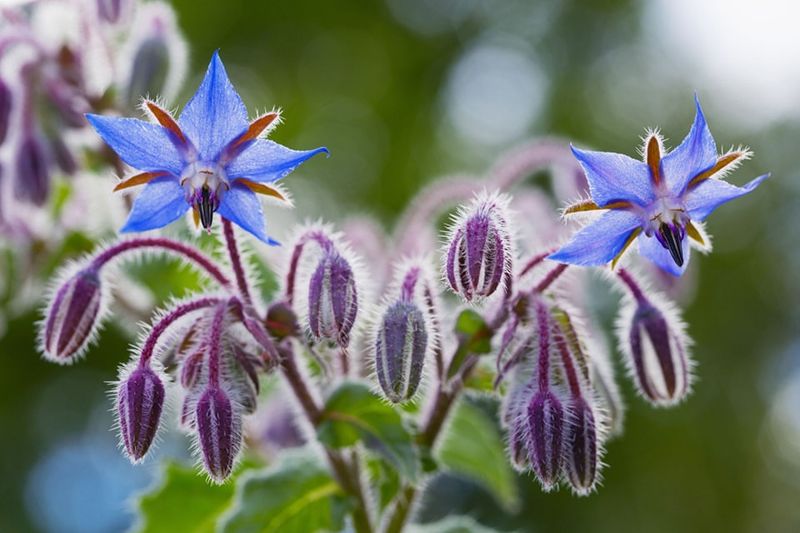 Borage (Borago Officinalis)