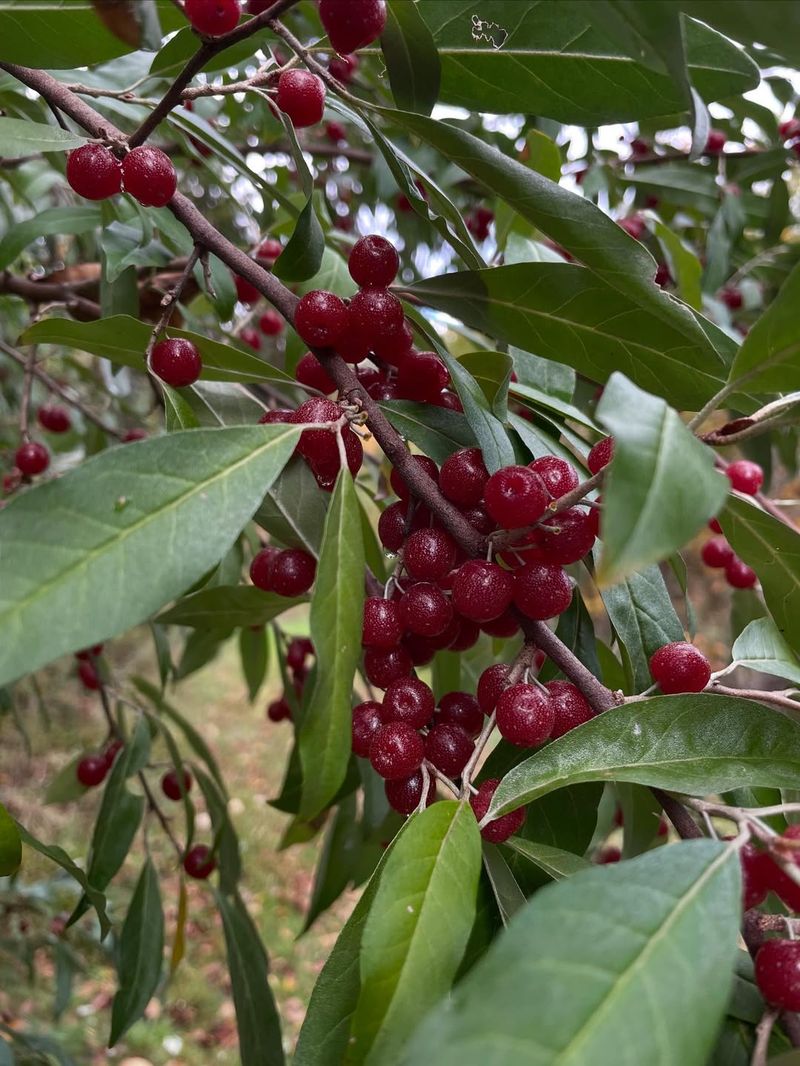 Autumn Olive (Elaeagnus Umbellata)