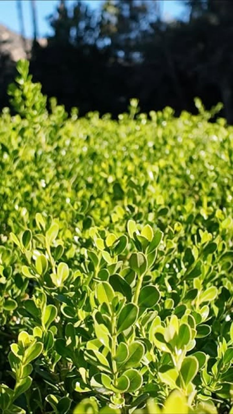 Boxwood