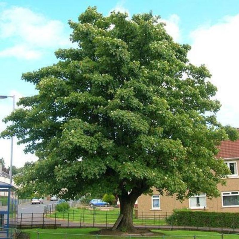 American Sycamore