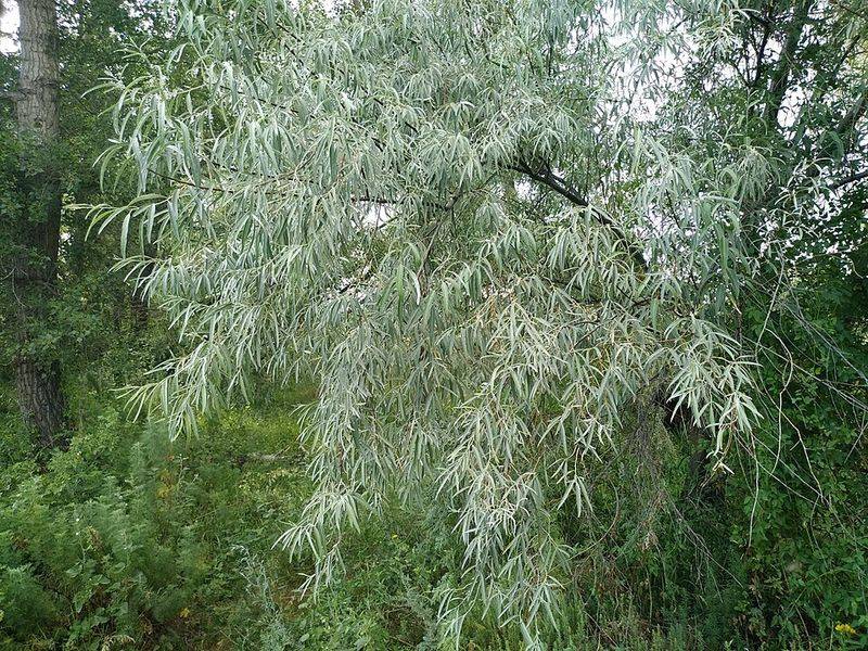 Russian Olive
