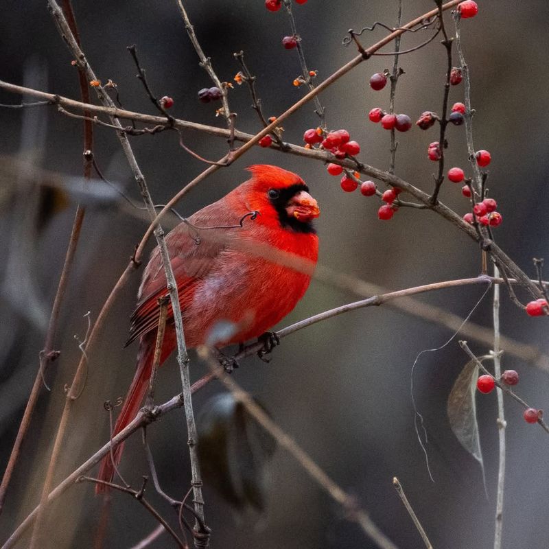 Northern Cardinal