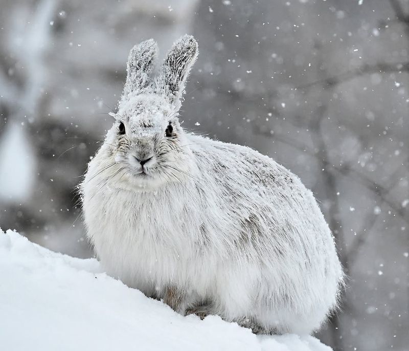Snowshoe Hare