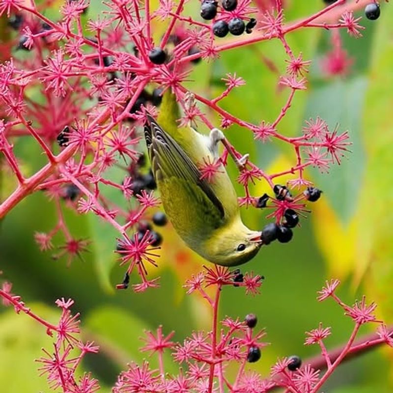 Native Wildlife Actively Disperses The Seeds