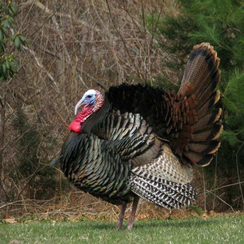 Eastern Wild Turkey (Meleagris Gallopavo)