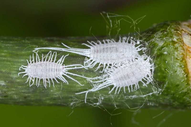 Mealybugs Infesting Tropical Plants