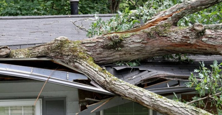 tree fallen on a roof