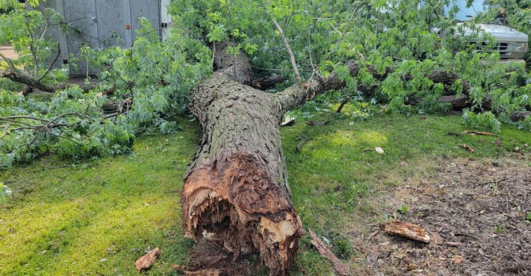 fallen tree on car in yard
