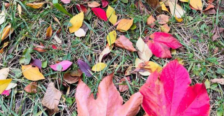 fallen leaves in yard