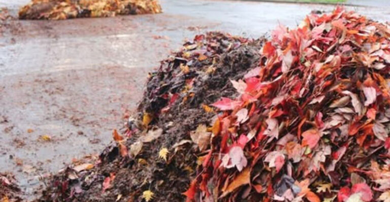 leaf piles