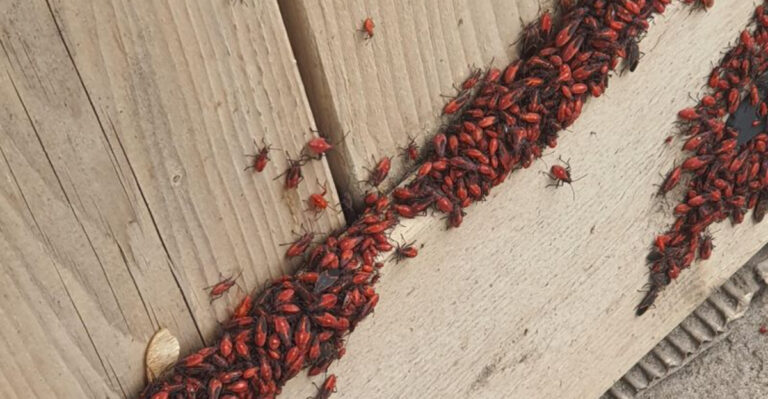 Boxelder Bugs infestation