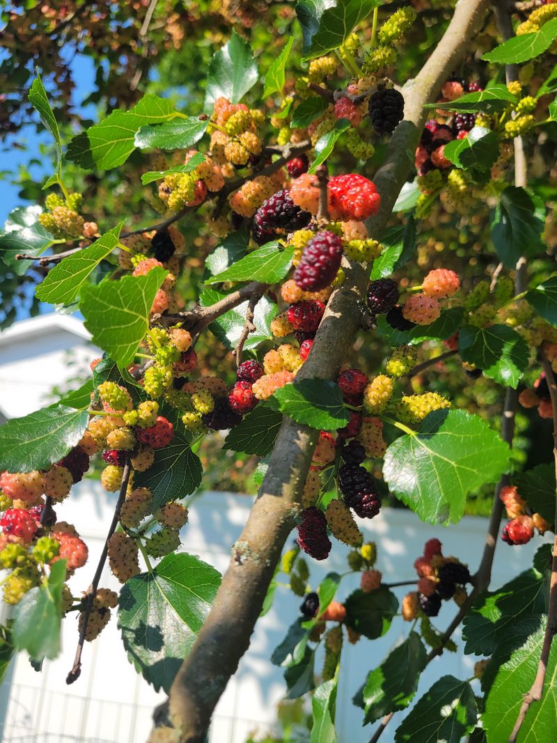 The Tree Owner Retains Full Ownership Rights