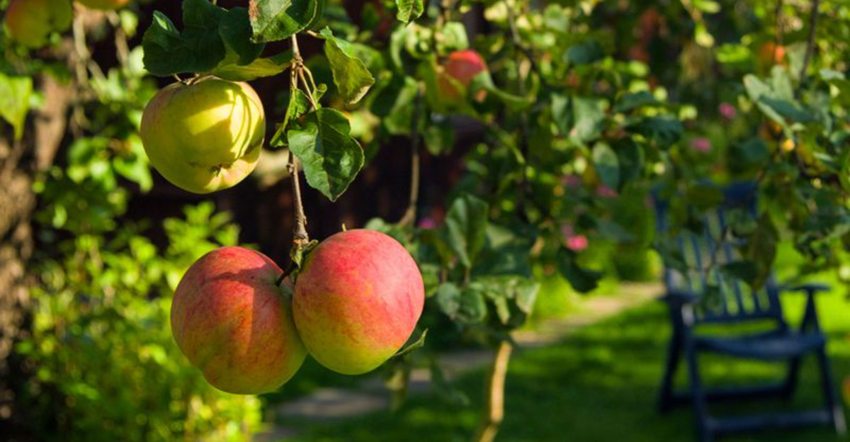Who Owns Fruit Hanging Over A Fence In Georgia
