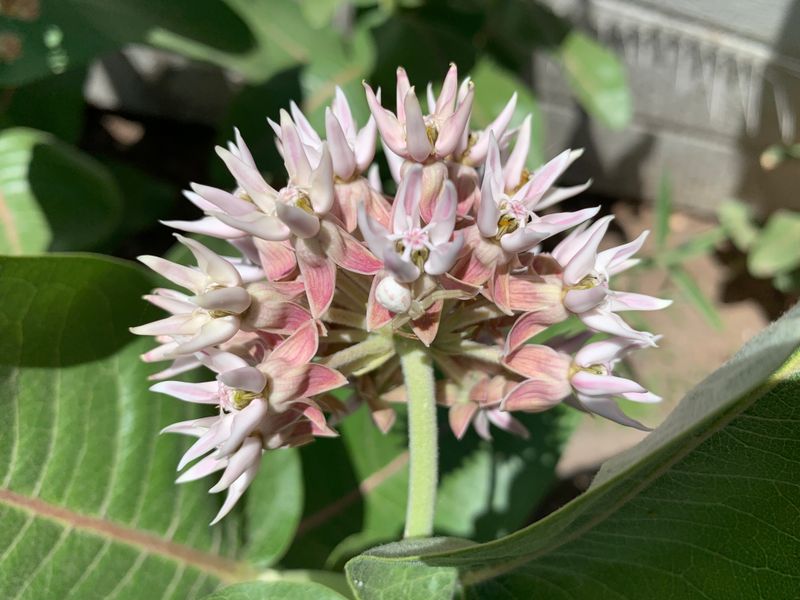 Showy Milkweed