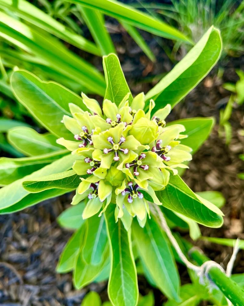 Spider Milkweed (Asclepias Viridis)