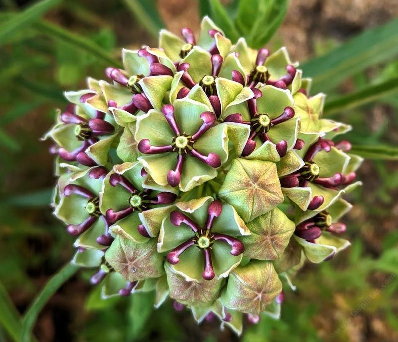 Antelope Horn Milkweed