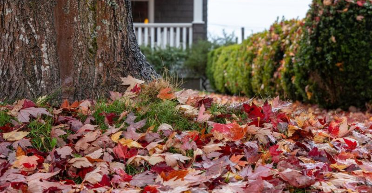 Who&rsquo;s Liable For Leaves That Blow Over From A Neighbor&rsquo;s Tree In South Carolina
