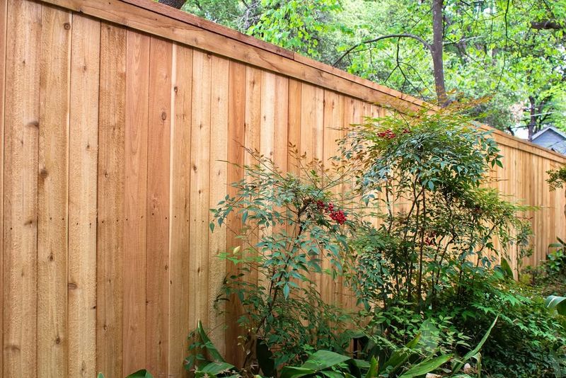 Property Line Rules Determine Tree Ownership In California