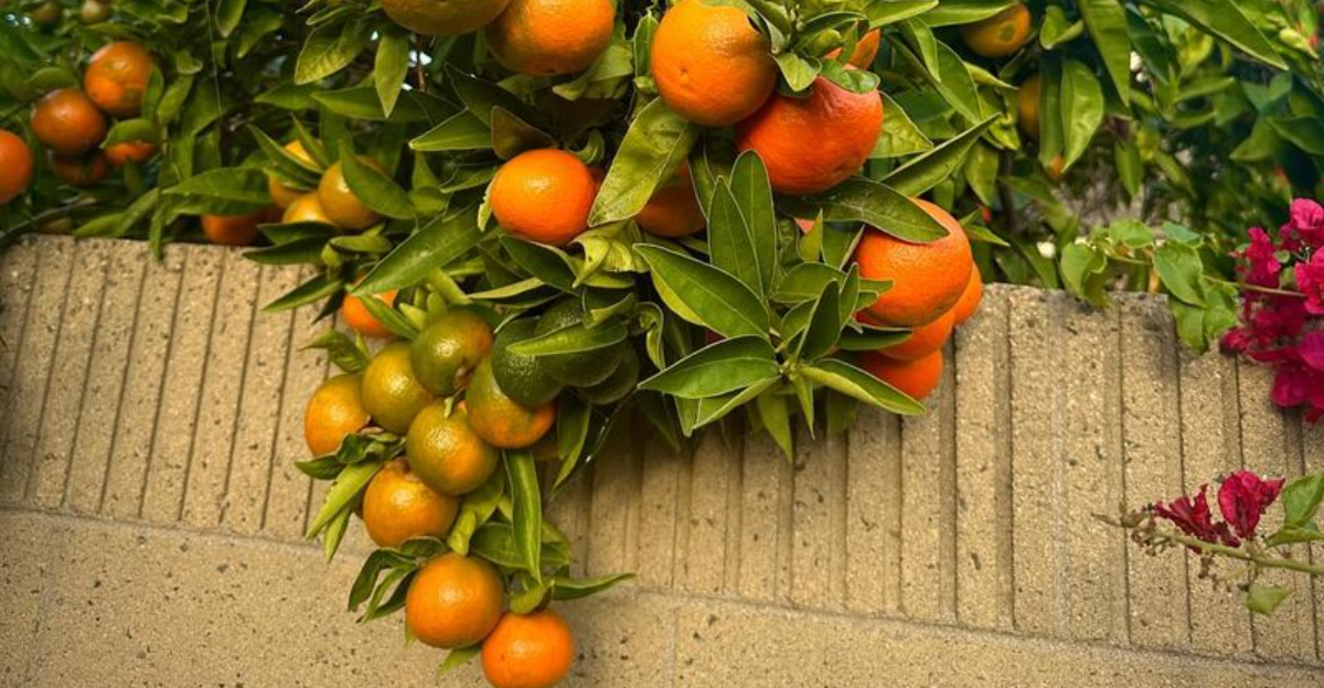 Who&rsquo;s Responsible When A Neighbor&rsquo;s Citrus Fruit Damages Your Property In California