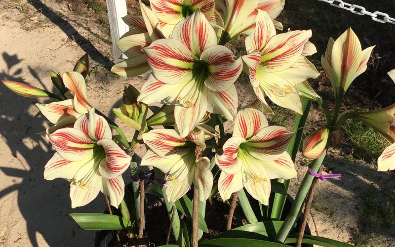 Perfect Match For Florida's Mild Winter Climate