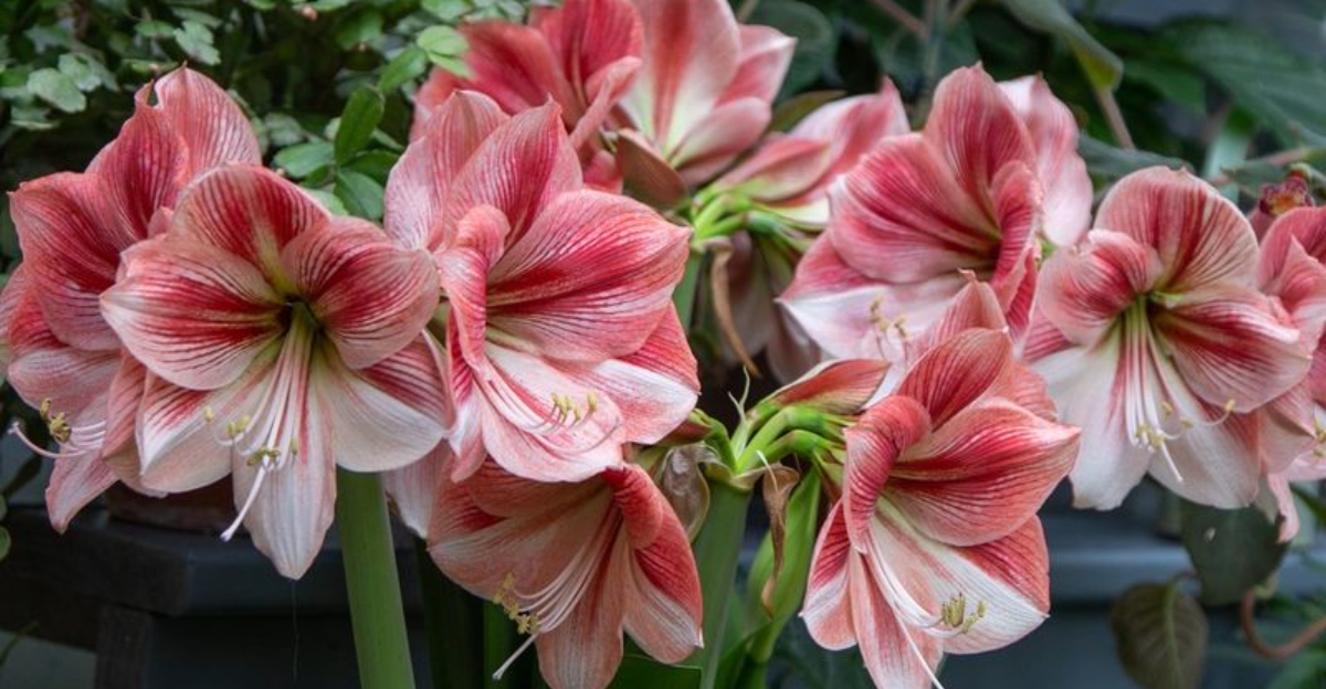 Why Amaryllis Has Become The Favorite Winter Flower In Florida Homes Right Now