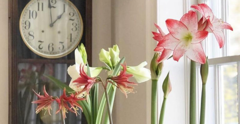 amaryllis