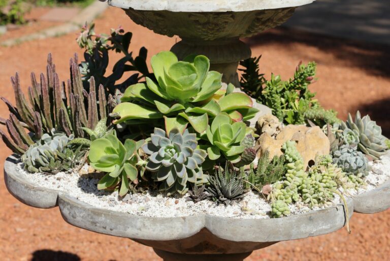 desert modern garden design