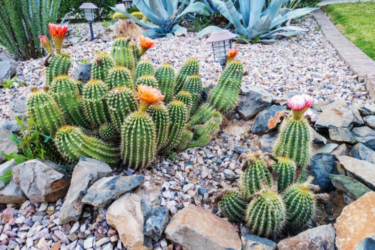 xeriscpaing in arizona