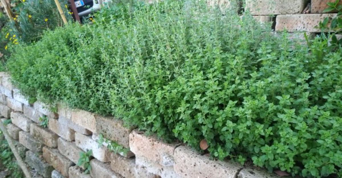 Why Arizona Homes Keep Choosing Mediterranean Herb Gardens