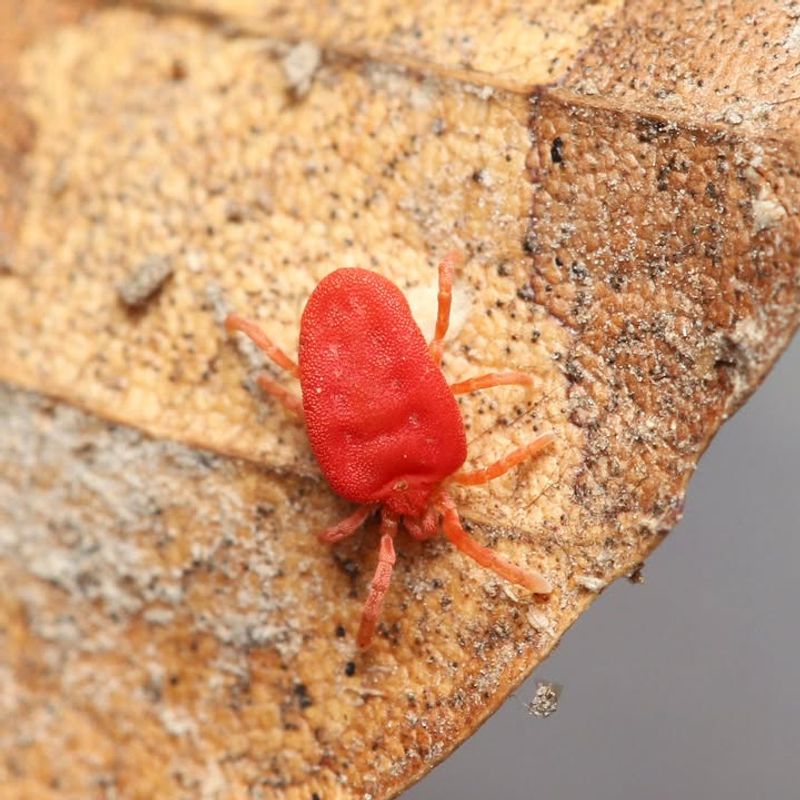 What Makes Them Show Up All At Once