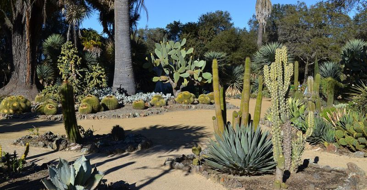 Why Arizona Residents Prefer “Set And Forget” Gardens