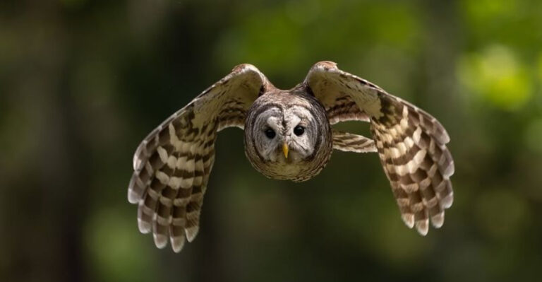 Barred Owl