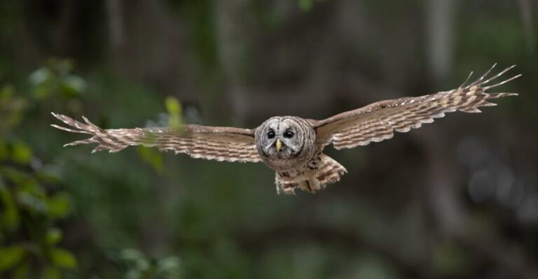 barred owl in flight