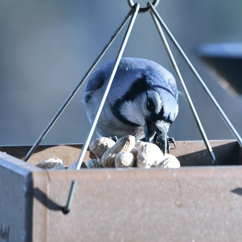 Winter Food Storage Instinct Kicks Into High Gear