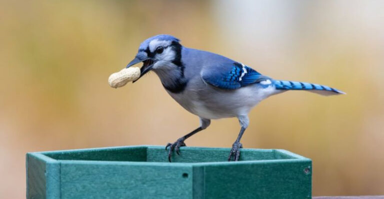 blue jay eating peanut