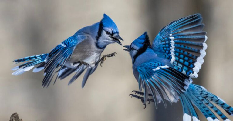 blue jays