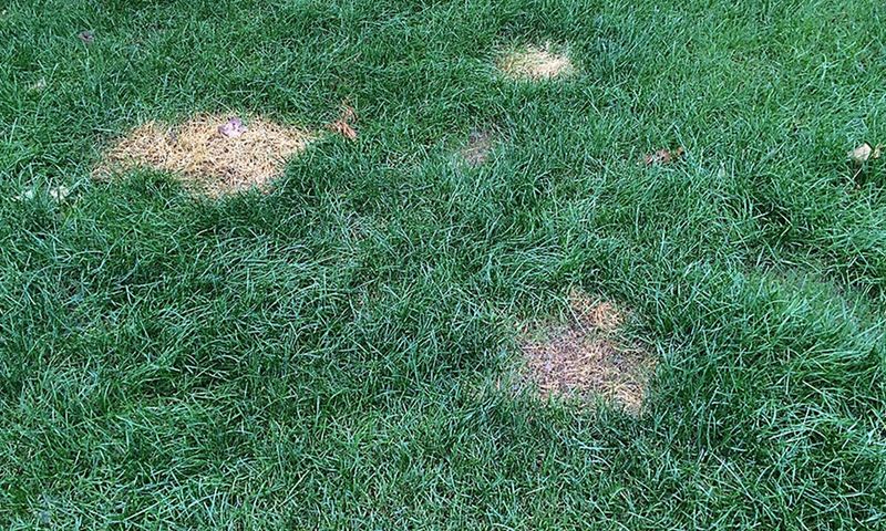 High Humidity Creates Ideal Conditions For Lawn Fungal Diseases