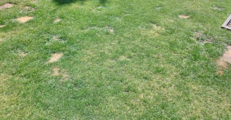 brown patches in lawn