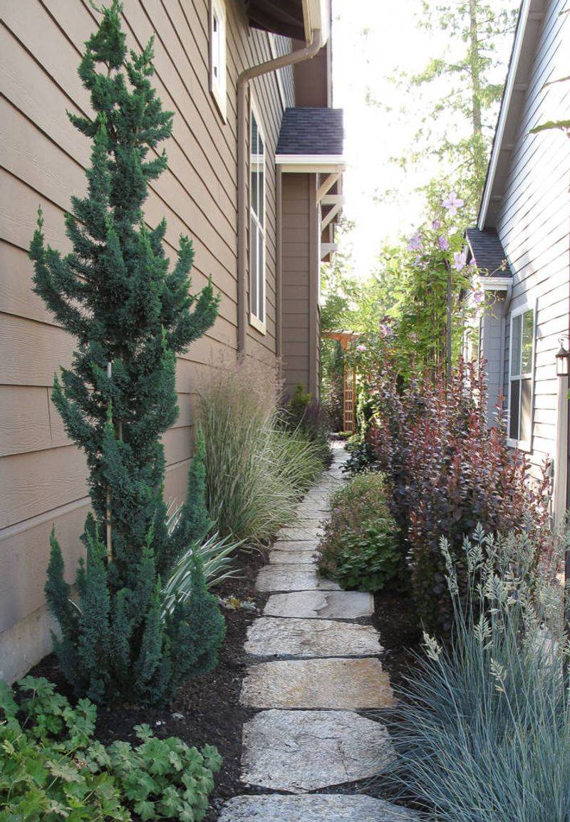 Why Potted Evergreens Make Sense In California's Mild Winter Climate
